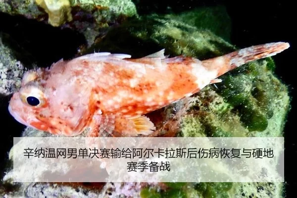 xin-na-wen-wang-nan-dan-jue-sai-shu-gei-a-er-ka-la-si-hou-shang-bing-hui-fu-yu-ying-di-sai-ji-bei-zhan-3-723.jpg